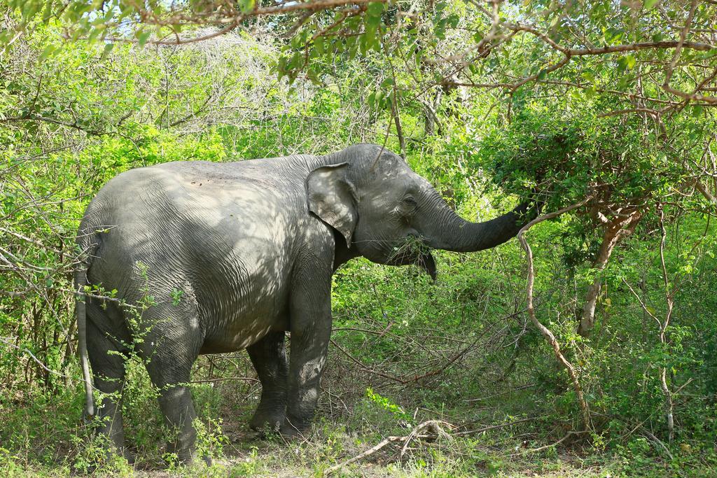 Shangri-Lanka Village Tissamaharama Ngoại thất bức ảnh
