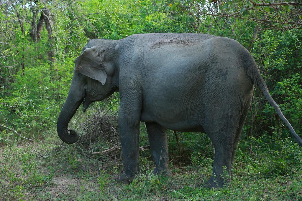 Shangri-Lanka Village Tissamaharama Ngoại thất bức ảnh