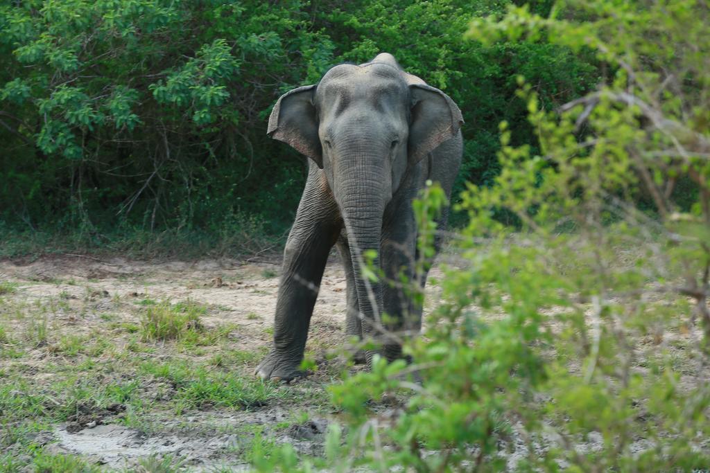 Shangri-Lanka Village Tissamaharama Ngoại thất bức ảnh
