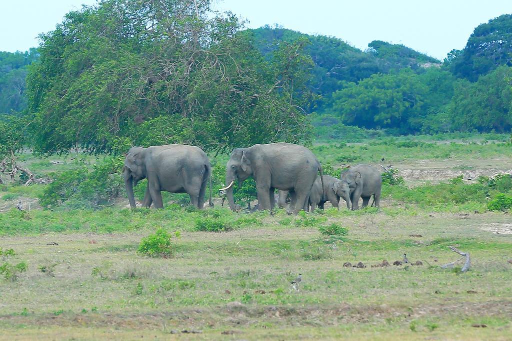 Shangri-Lanka Village Tissamaharama Ngoại thất bức ảnh