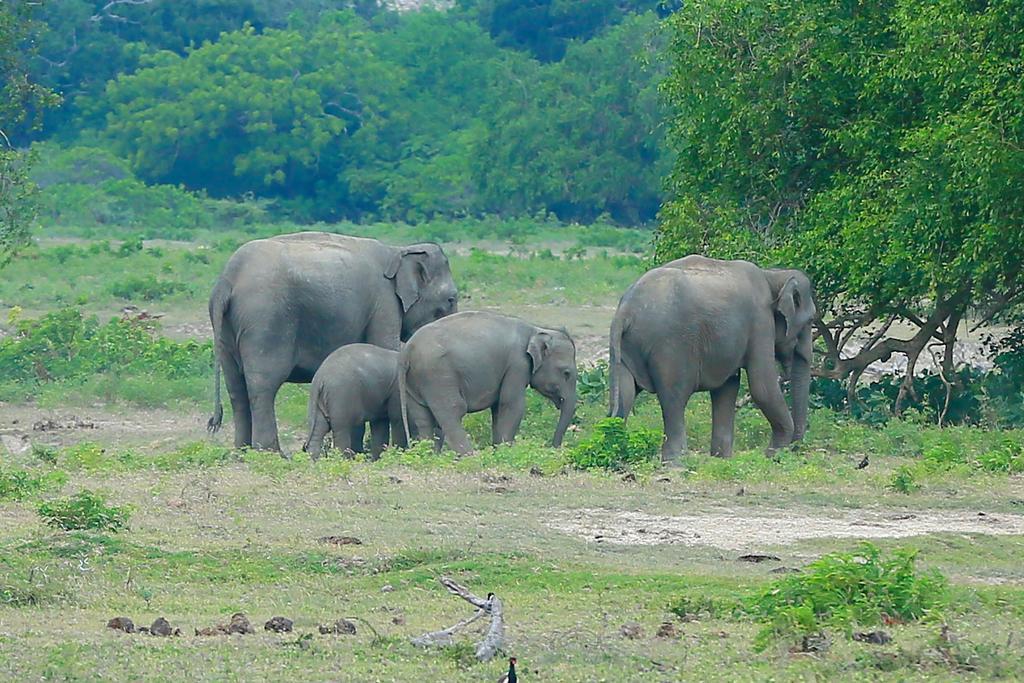 Shangri-Lanka Village Tissamaharama Ngoại thất bức ảnh