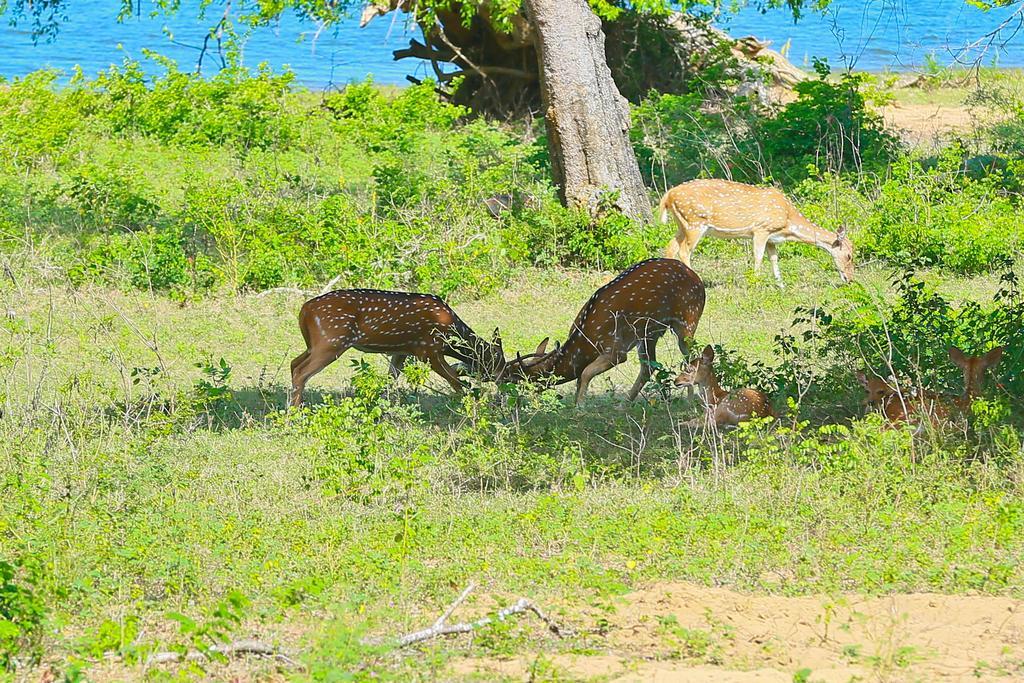 Shangri-Lanka Village Tissamaharama Ngoại thất bức ảnh
