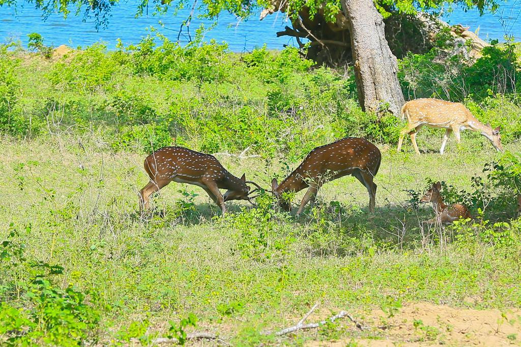 Shangri-Lanka Village Tissamaharama Ngoại thất bức ảnh