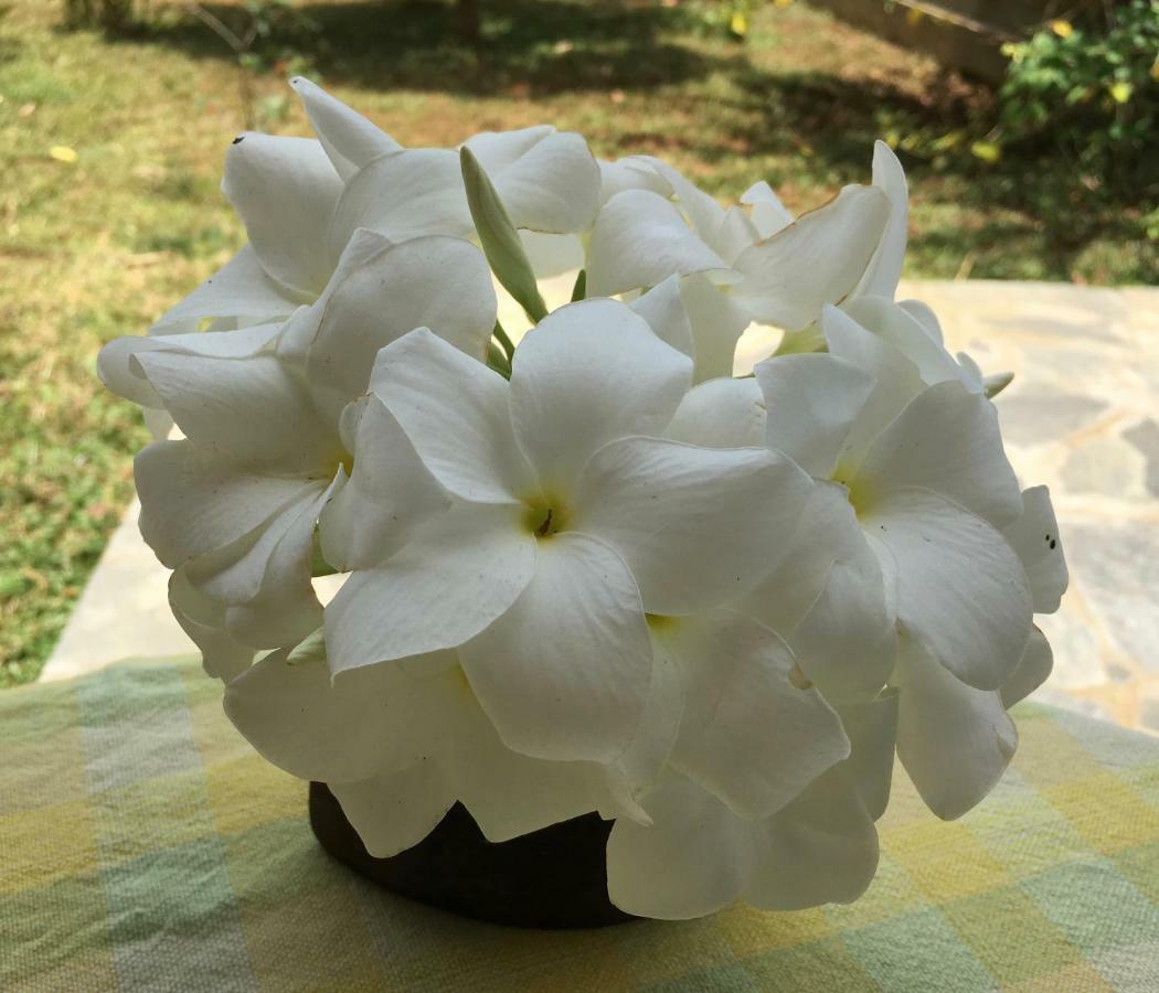 Shangri-Lanka Village Tissamaharama Ngoại thất bức ảnh